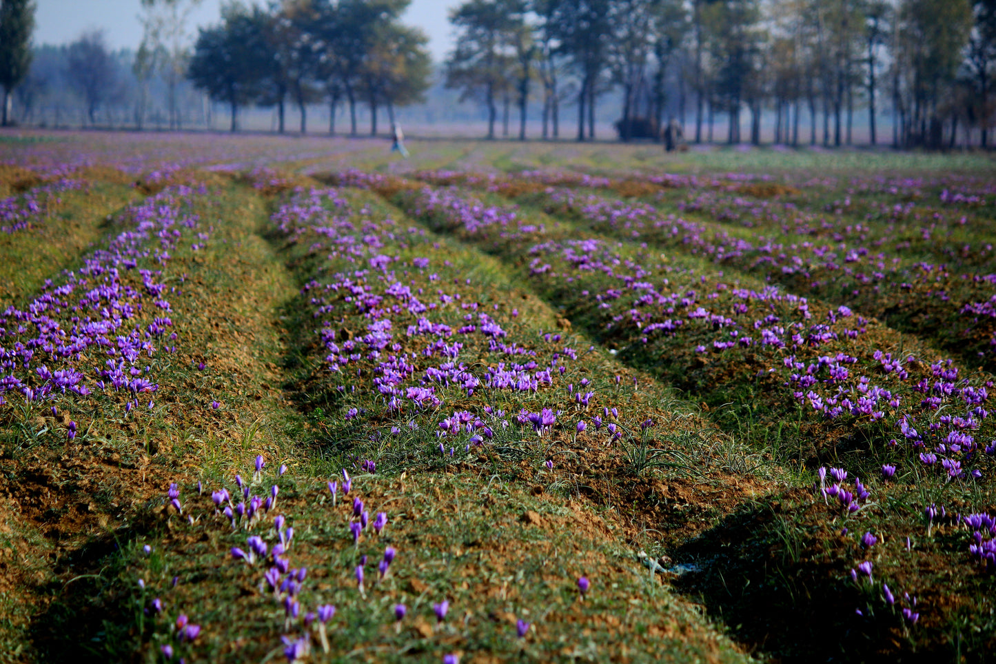 Premium Kashmiri Saffron