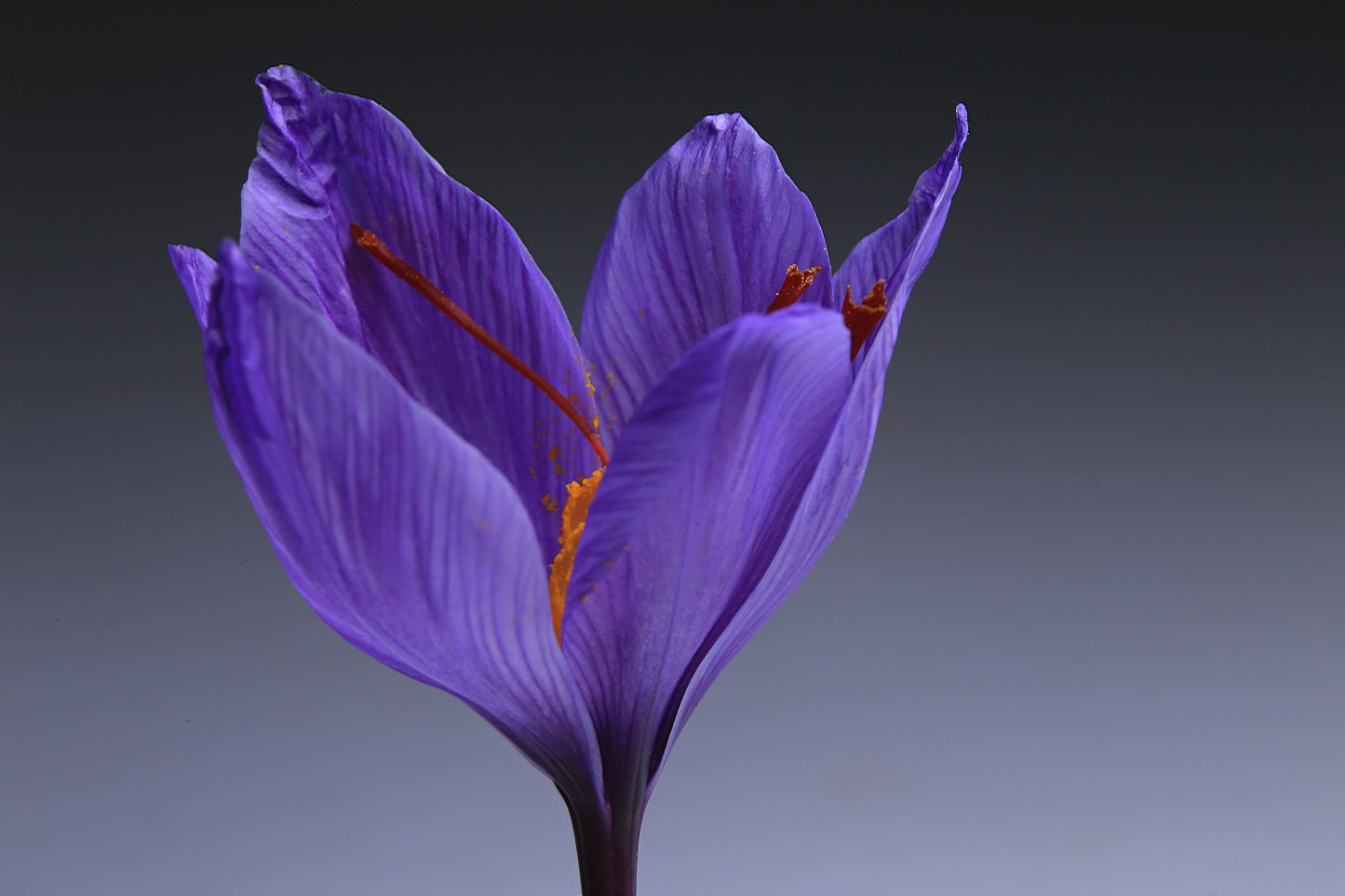 Premium Kashmiri Saffron