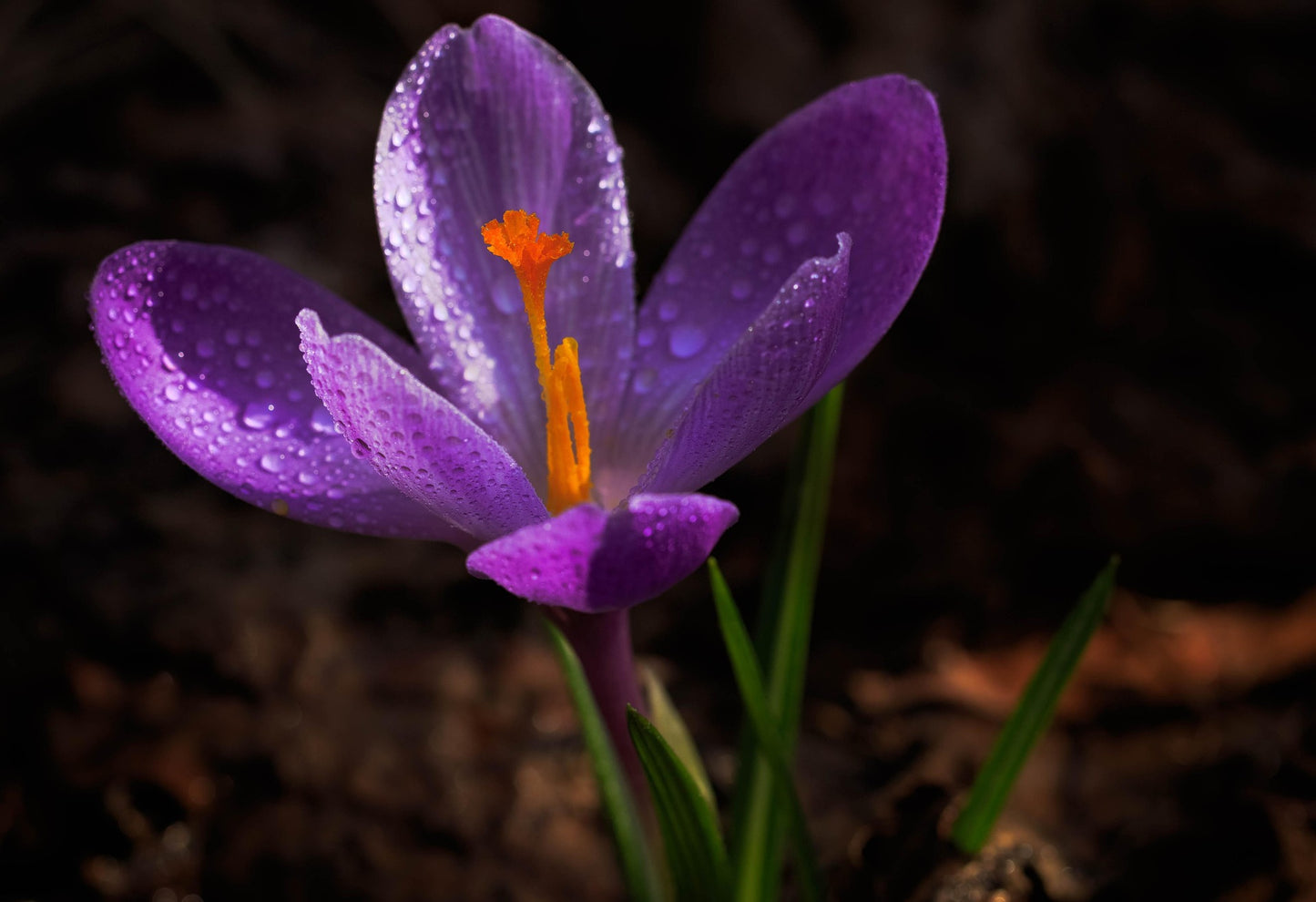 Premium Kashmiri Saffron