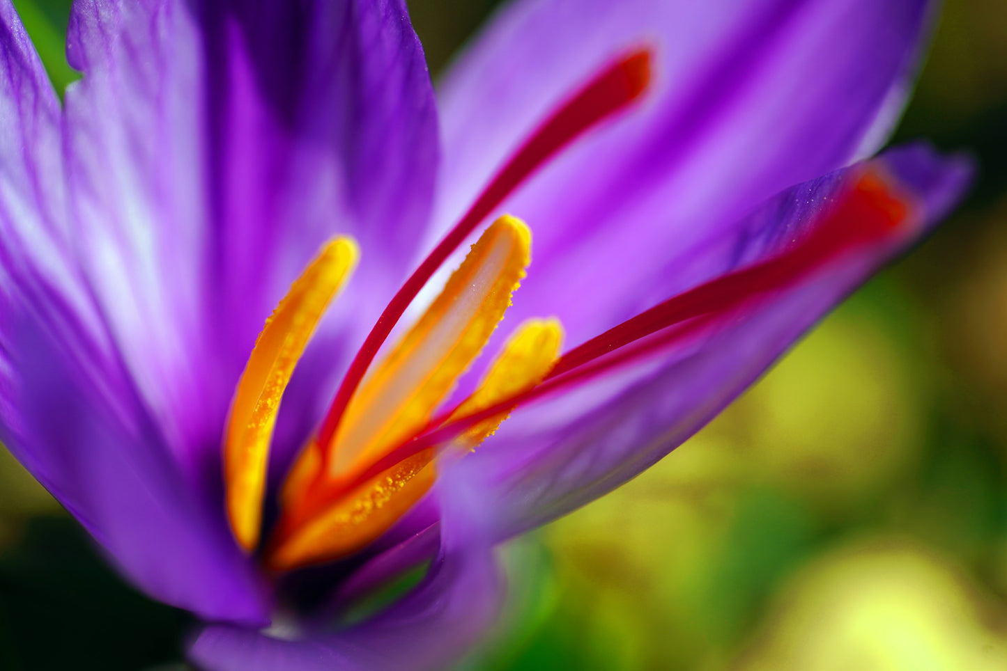 Premium Kashmiri Saffron