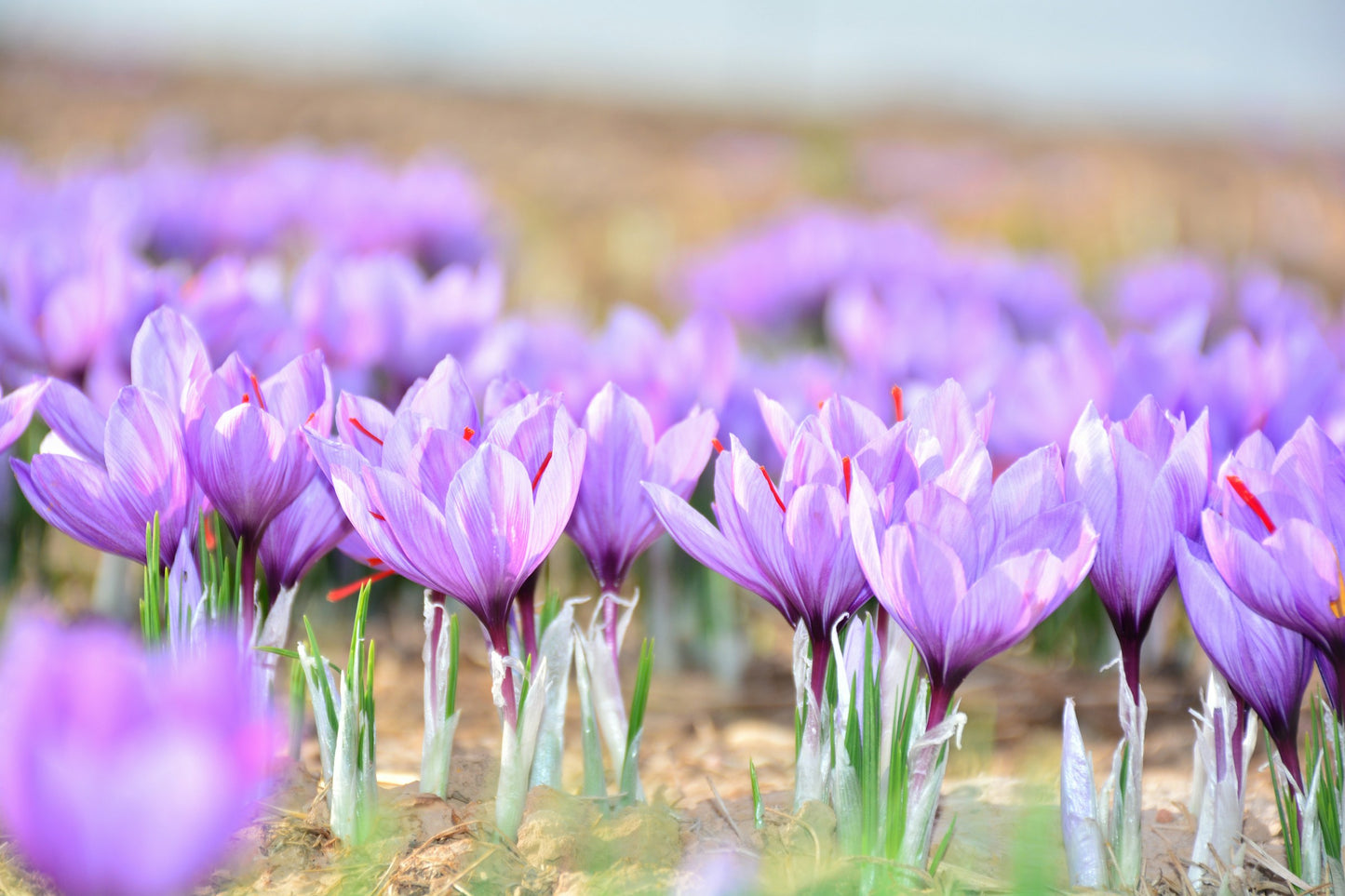 Premium Kashmiri Saffron