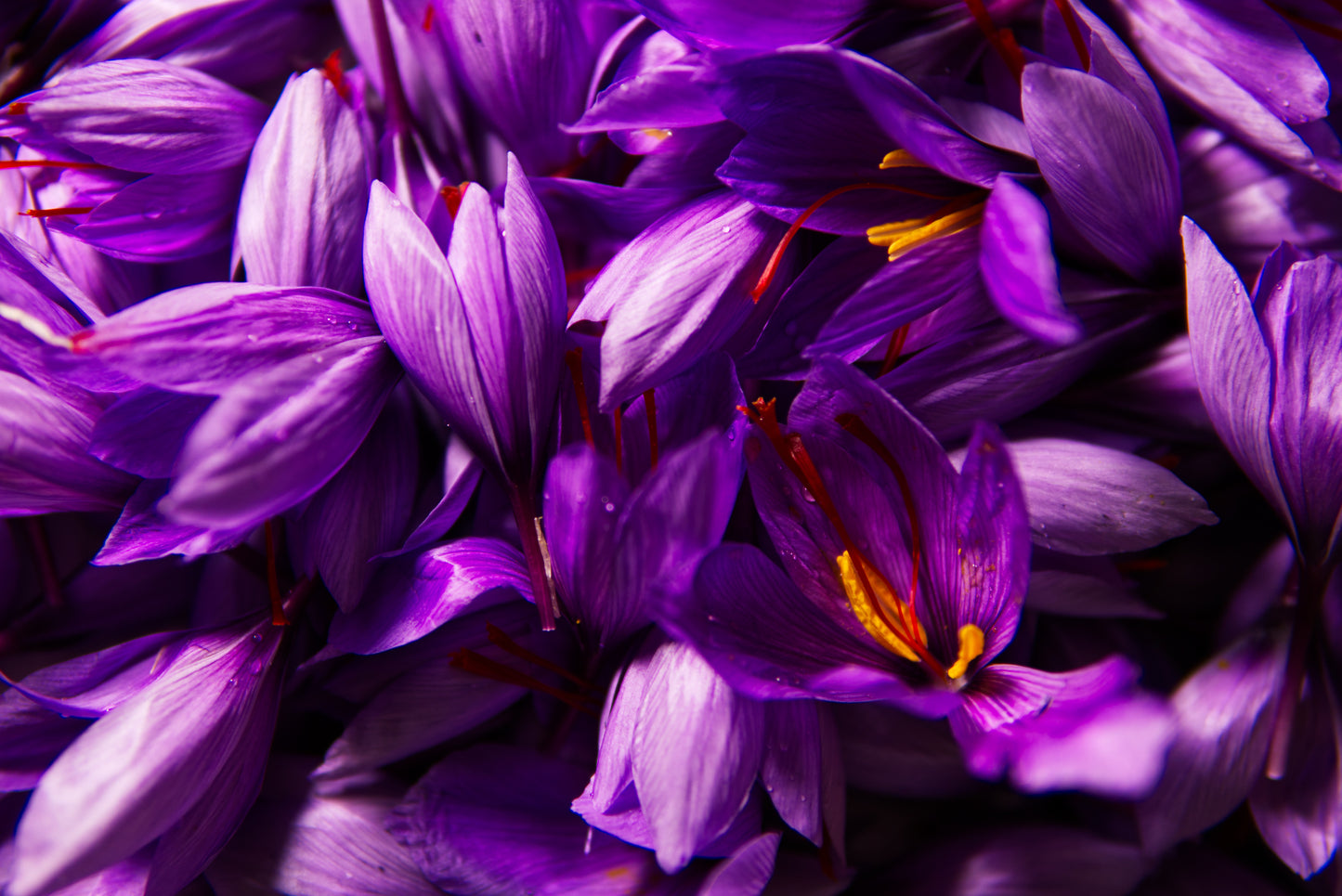 Premium Kashmiri Saffron